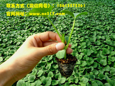 山东优质甜瓜苗供应就找安信种苗